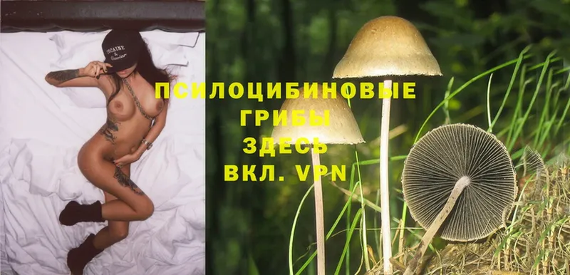 Псилоцибиновые грибы Cubensis  Братск 